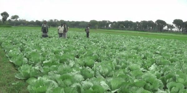 কুষ্টিয়ার দৌলতপুরে গ্রীষ্মকালীন বাঁধাকপি চাষে কৃষকদের সাফল্য